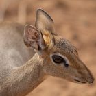 ***    dikdik     ***