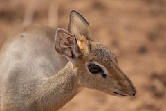 ***    dikdik     ***