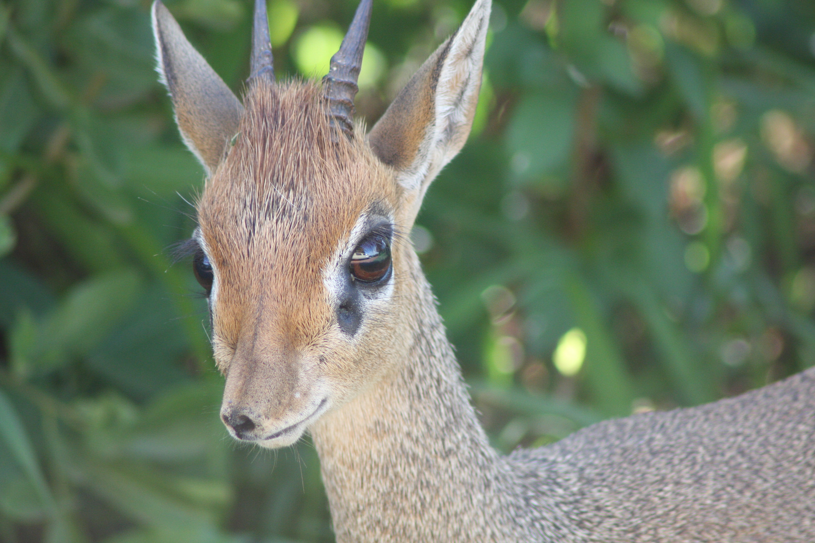 Dikdik