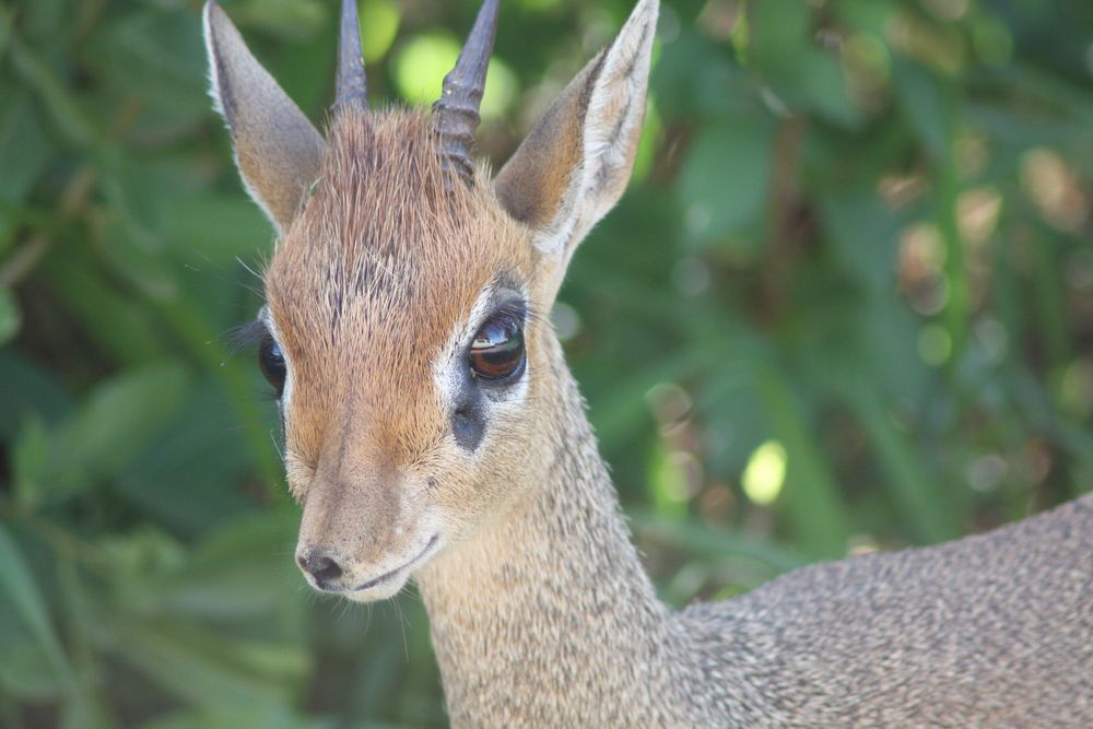 Dikdik von jogiman 