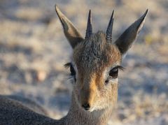 Dikdik