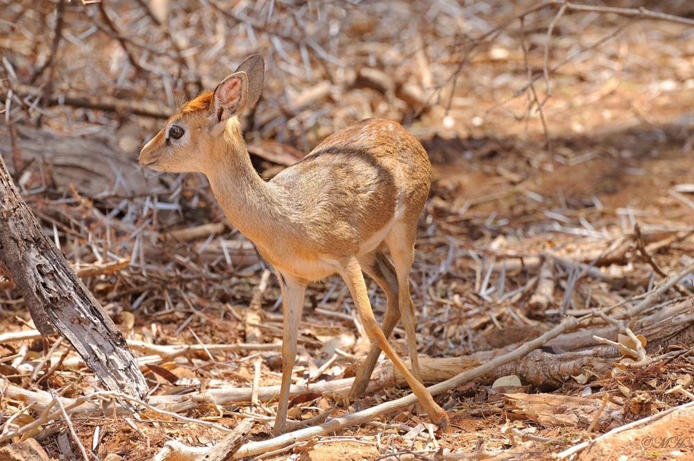 Dikdik