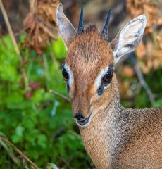 dikdik