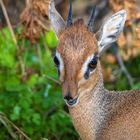 dikdik