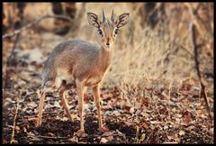 Dikdik