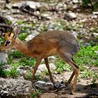  Dikdik