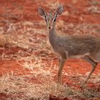 Dikdik