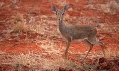 Dikdik