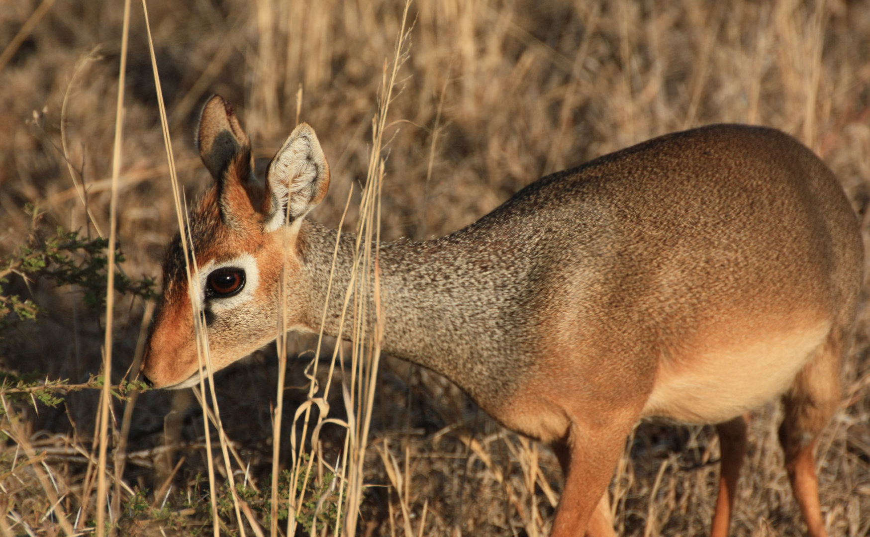 Dikdik