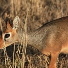 Dikdik