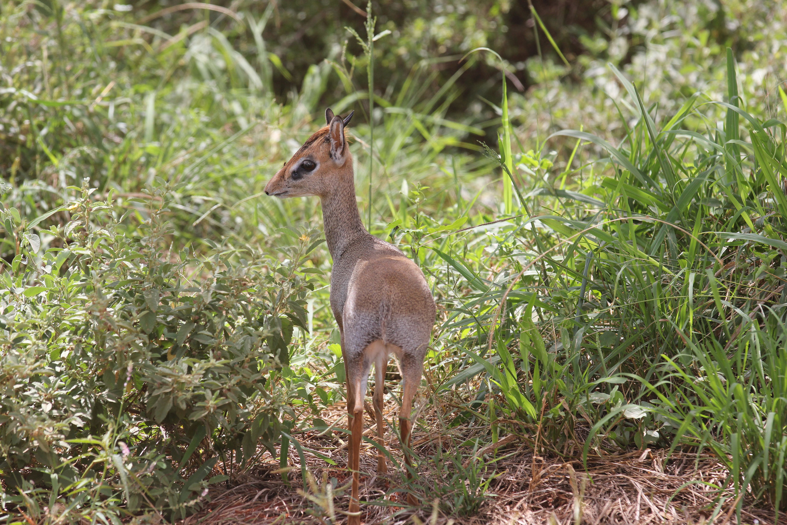 Dikdik