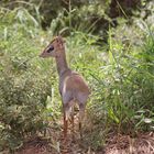 Dikdik