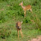 Dikdik