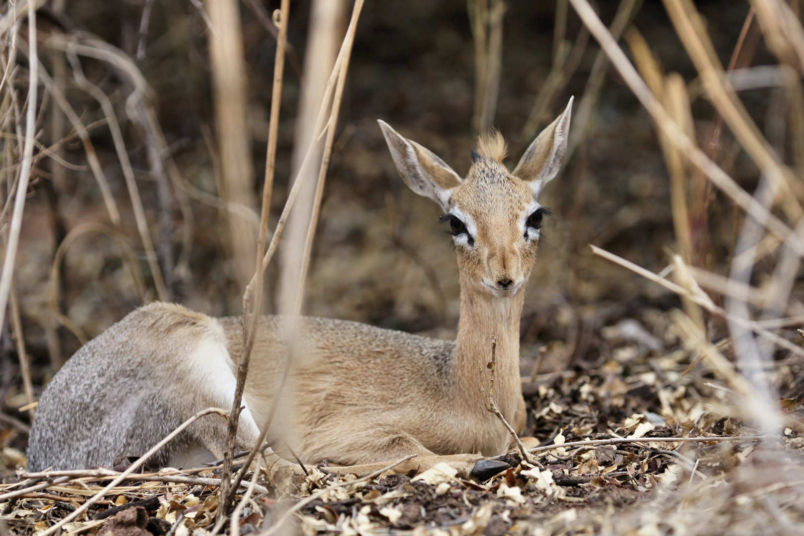 DikDik