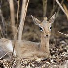 DikDik