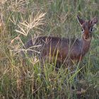 Dikdik