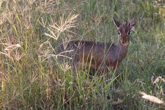 Dikdik