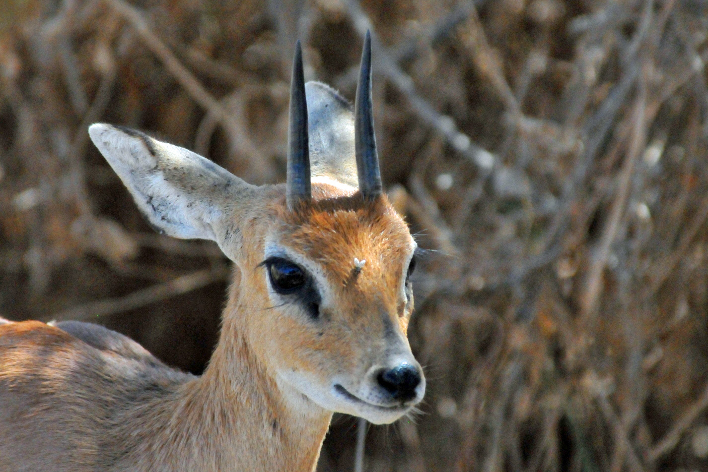 - Dikdik -