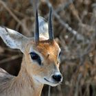 - Dikdik -