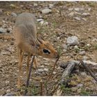 DikDik