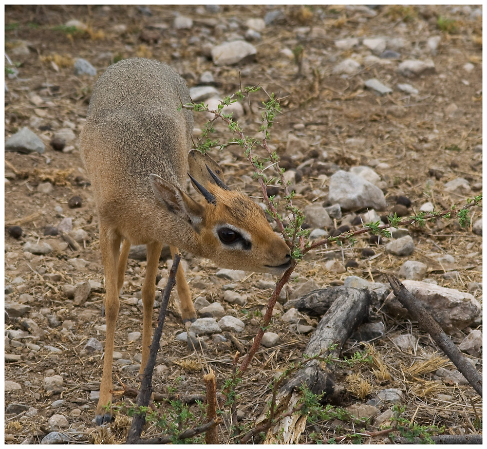 DikDik