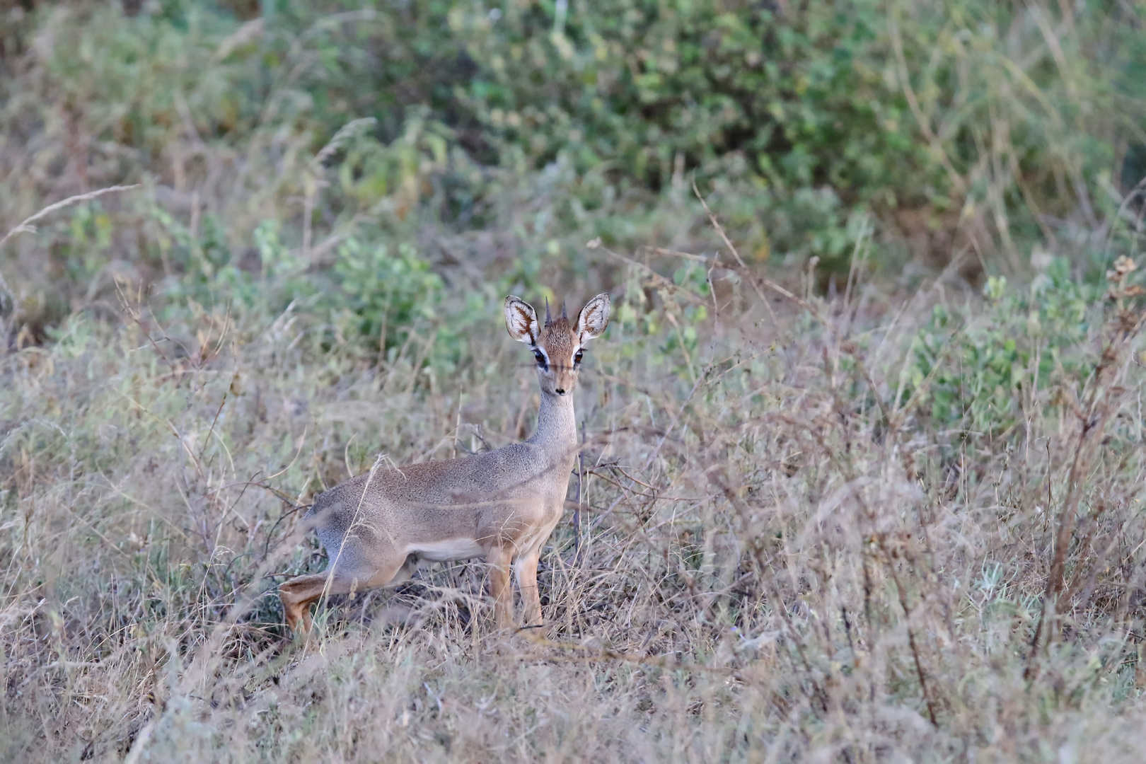 Dikdik