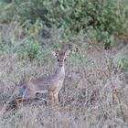 Dikdik