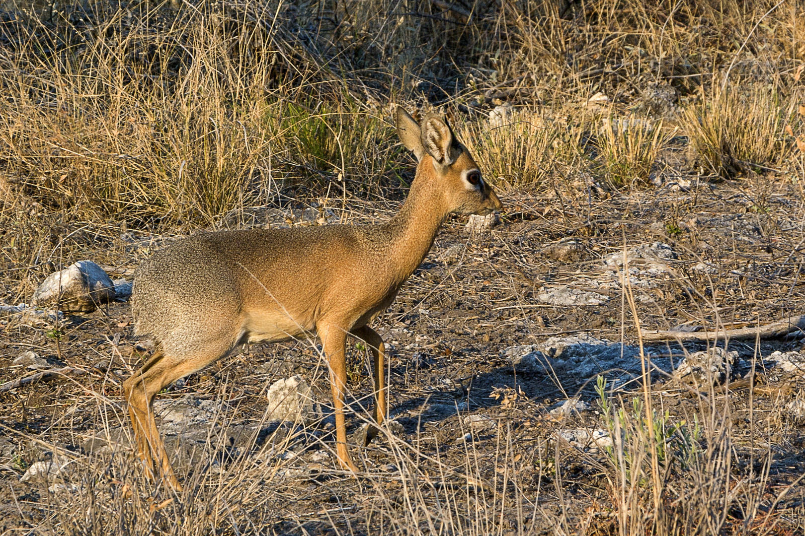 Dikdik