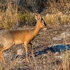 Dikdik