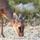 Dikdik