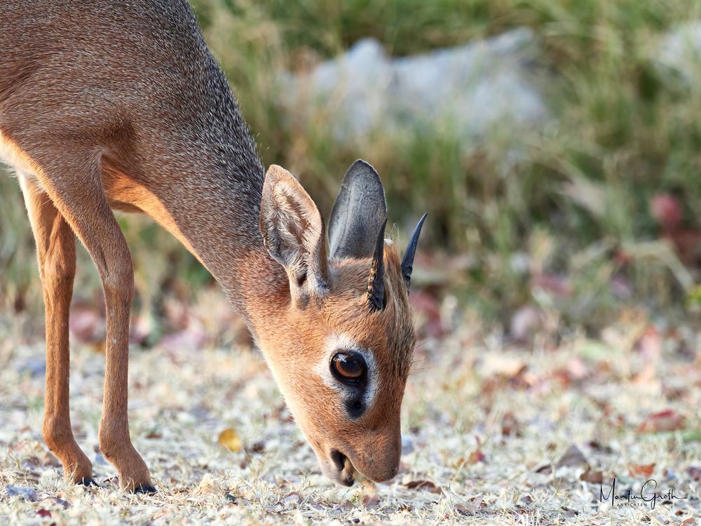 Dikdik