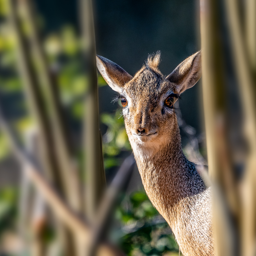 Dikdik