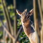 Dikdik