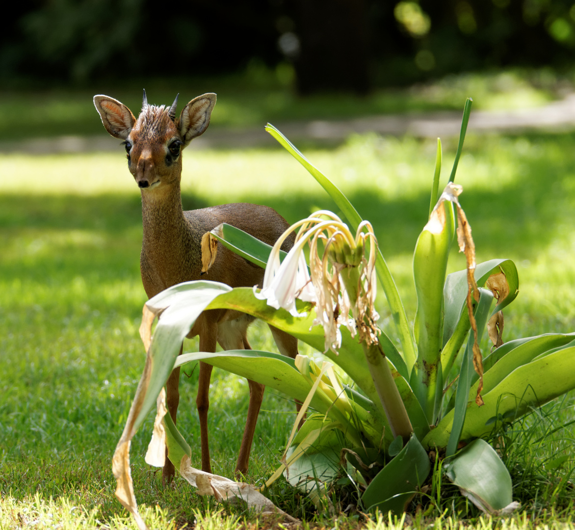 Dikdik