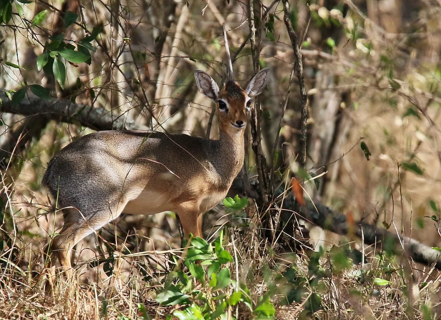 ....Dikdik.....