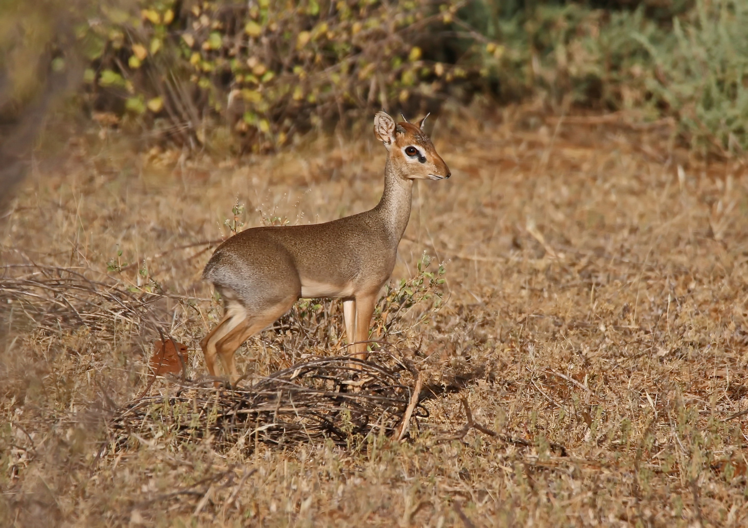 Dikdik