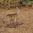 Dikdik