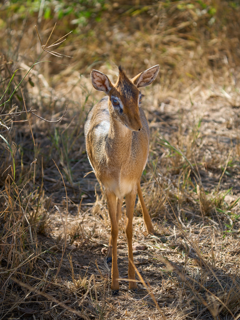 Dikdik am Wegesrand