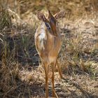 Dikdik am Wegesrand