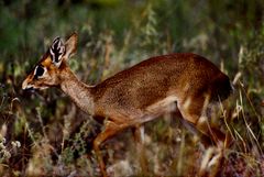 Dikdik