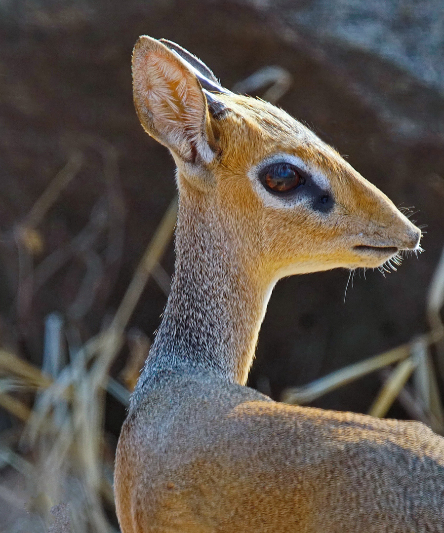 Dikdik