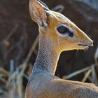 Dikdik