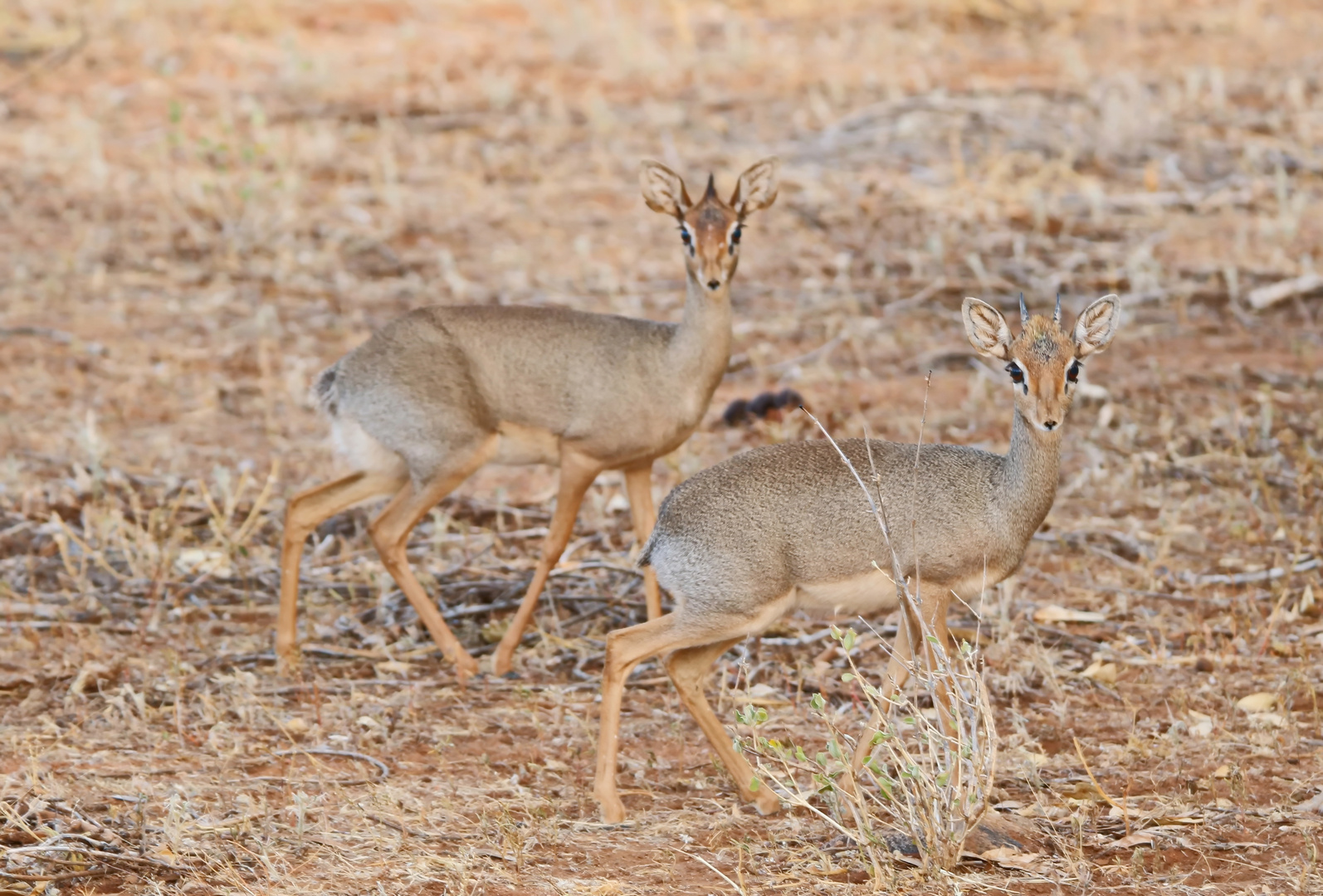 Dikdik