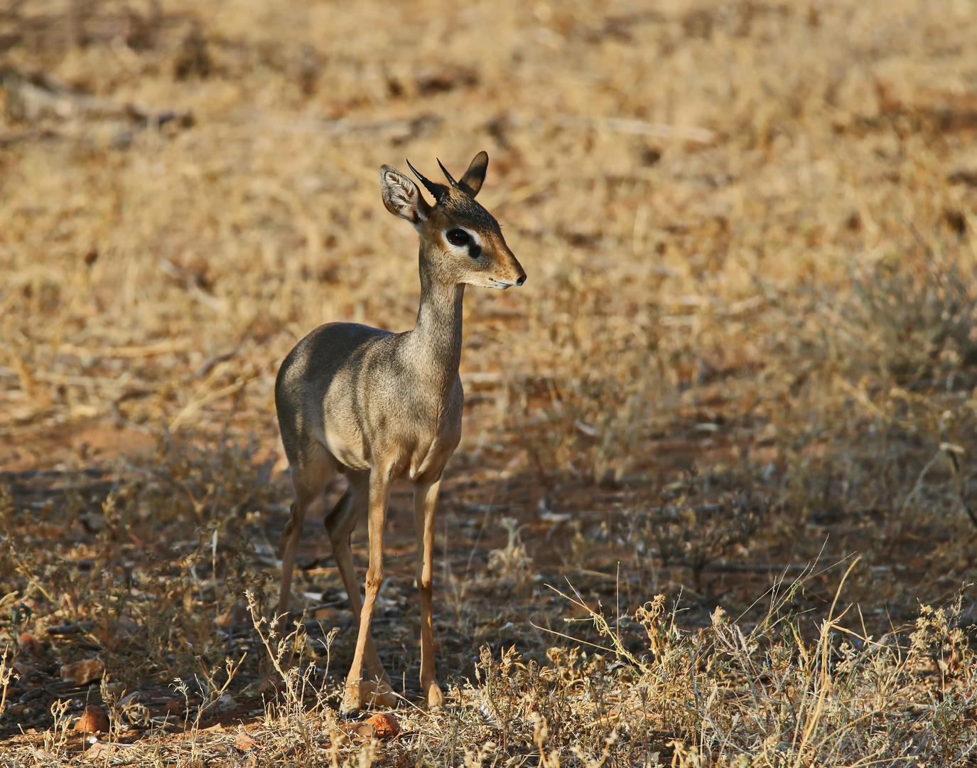 Dikdik-Bock