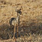 Dikdik-Bock