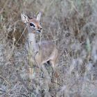 Dikdik-Bock