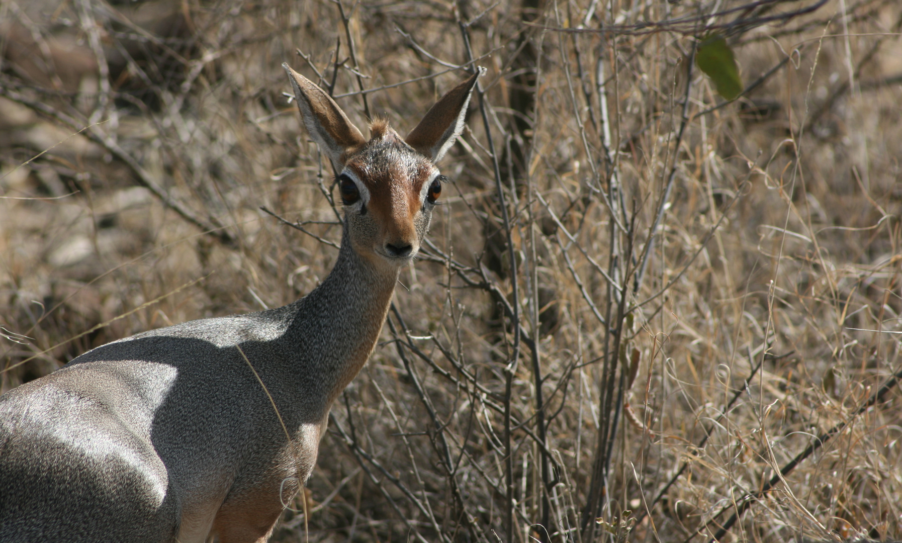 dikdik