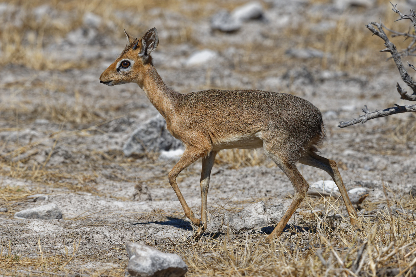 Dikdik