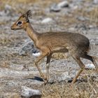 Dikdik