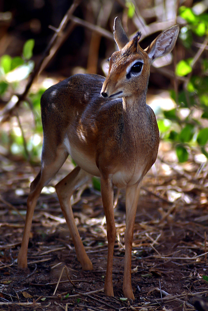 Dikdik